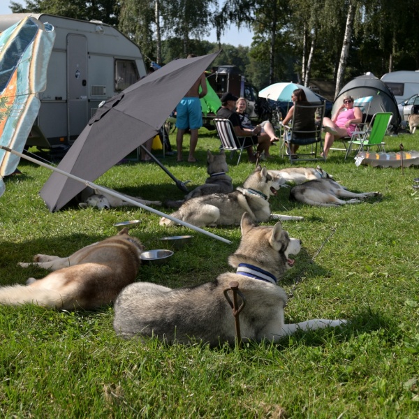 Musherským psům bylo na sluníčku asi trochu teplo